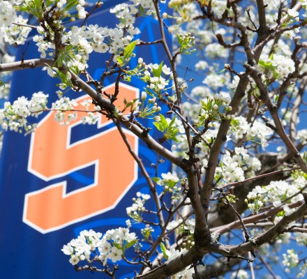 Block S flag behind flowering tree